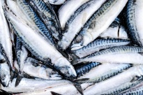 Fish from Pärnu will return to the Russian shelves in October
