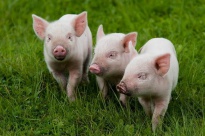 Ужесточенные правила свиноводства в Эстонии продолжают действовать