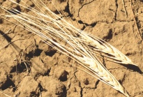 The government to help farmers during the drought