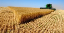 Grains of Estonia beat records